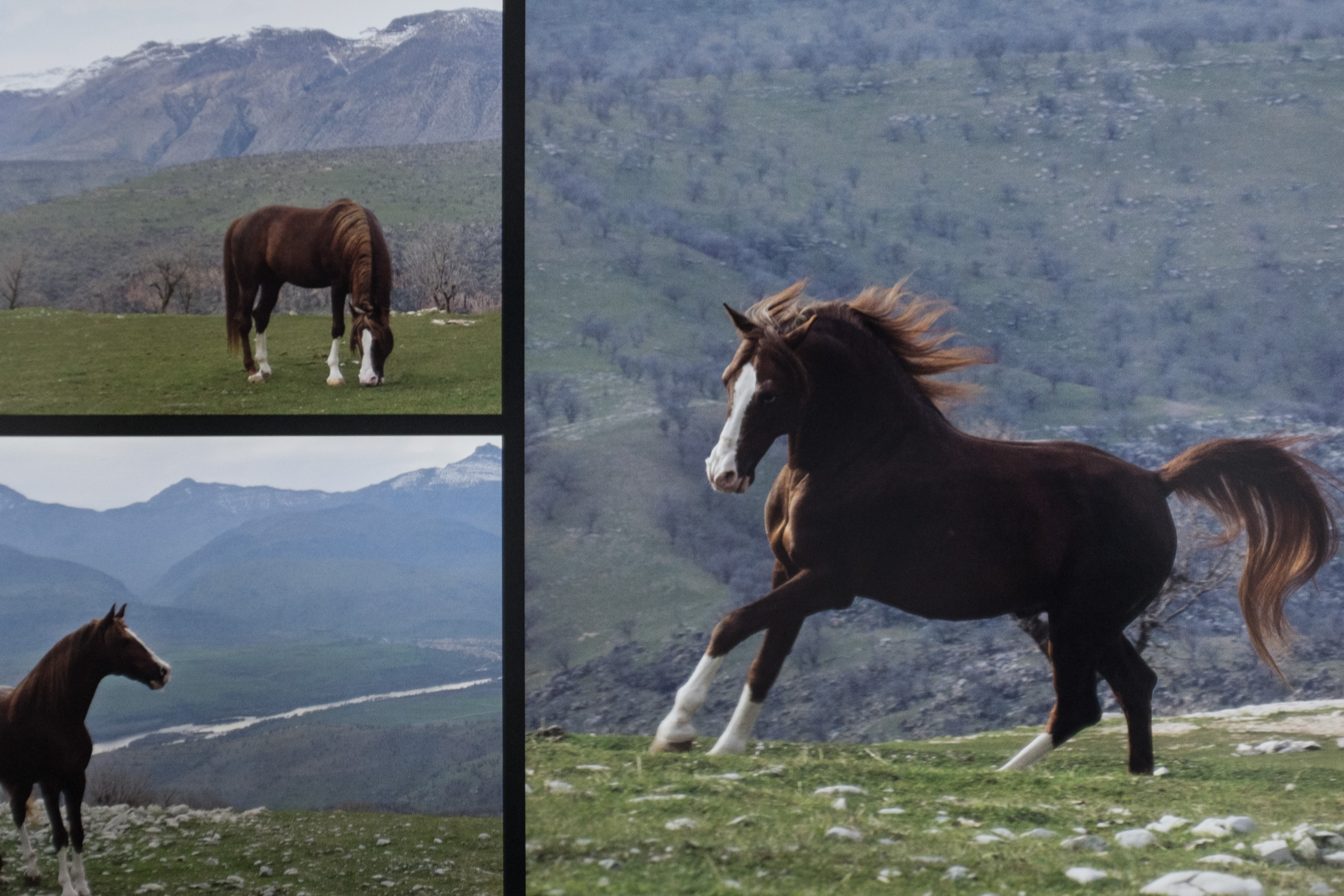 The Horses of Kurdistan recounts history through animals